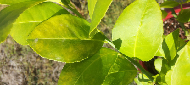 Les feuilles de citron sont soudainement devenues jaunes et ont commencé à tomber. Quelle est la raison d'une telle chute de feuilles?
