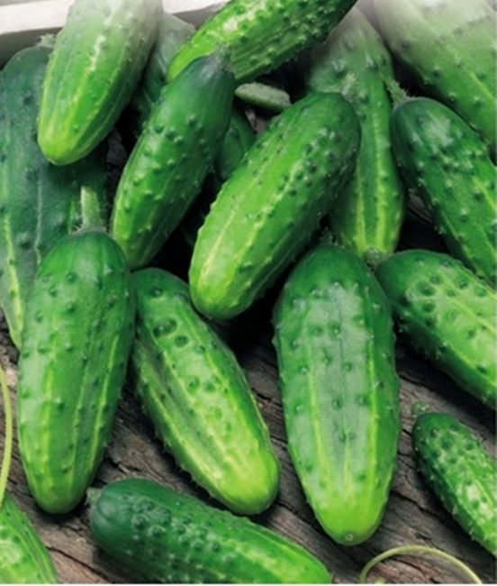 Variété de concombre Aquarius