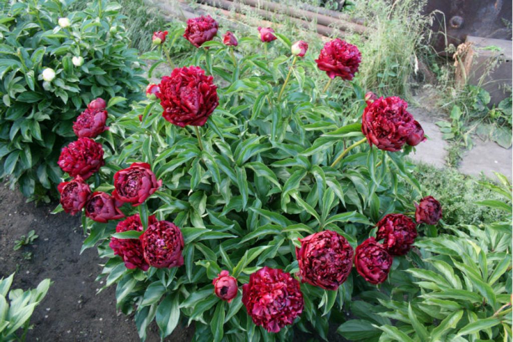 Mettez en surbrillance la variété de pivoine