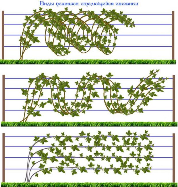 Dans le jardin, des mûres piquantes sont posées sur un treillis