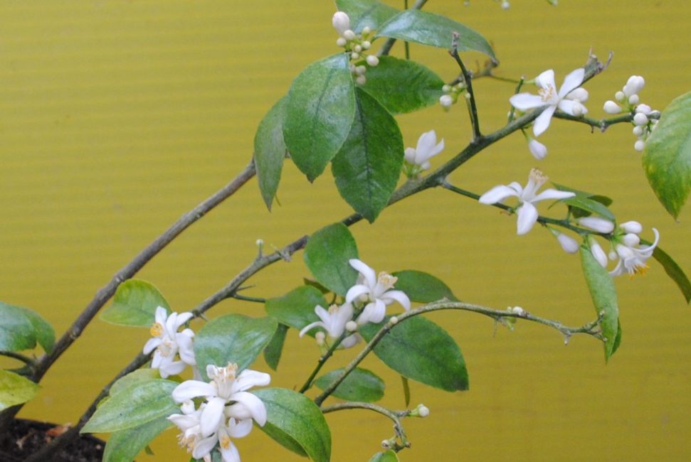 Une floraison abondante peut épuiser le citron et les ovaires commenceront à tomber. Beaucoup de fleurs sont particulièrement mauvaises la première année de fructification. Ensuite, l'arbre lui-même déterminera le nombre de fleurs à laisser pour le développement des fruits.