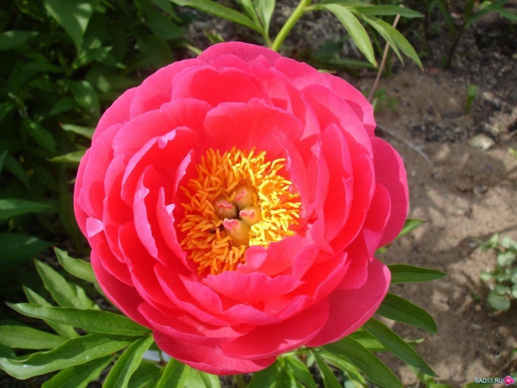 Variété de pion Cytheria