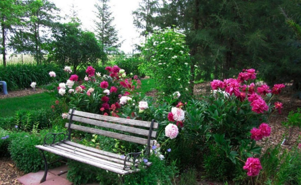 pivoines près du banc