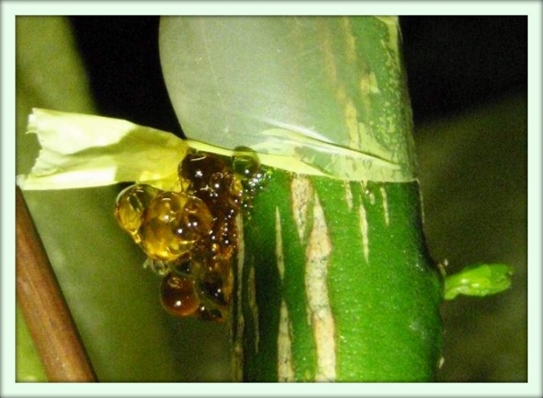 Gommoz - traitement des gencives. Des fissures sont apparues sur le tronc, d'où se détache une substance jaune et collante