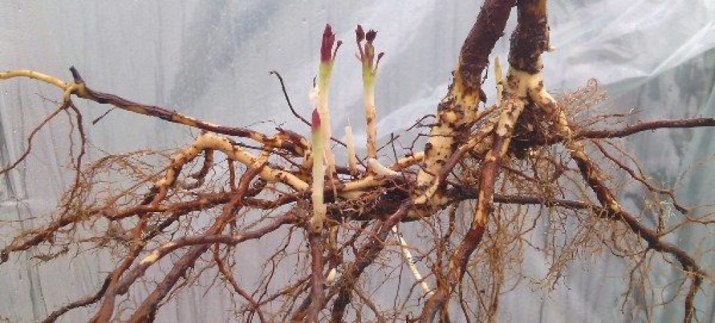 Pousses formées de bourgeons sur un rhizome souterrain