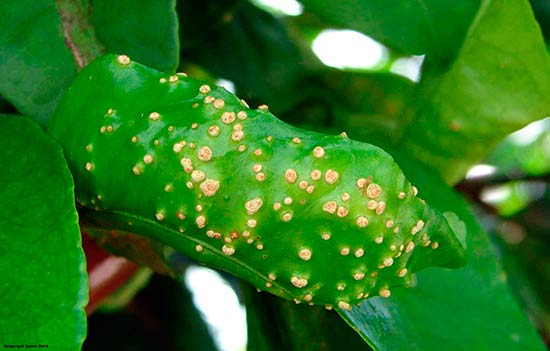 Les taches de couleur jaune se transforment en excroissances, la plante perd de sa force, jette les fruits et les ovaires