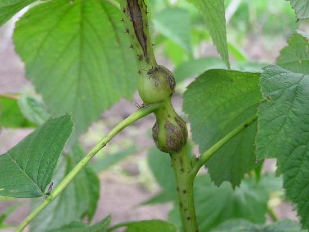 Pousses endommagées par la mouche du ver de la noix