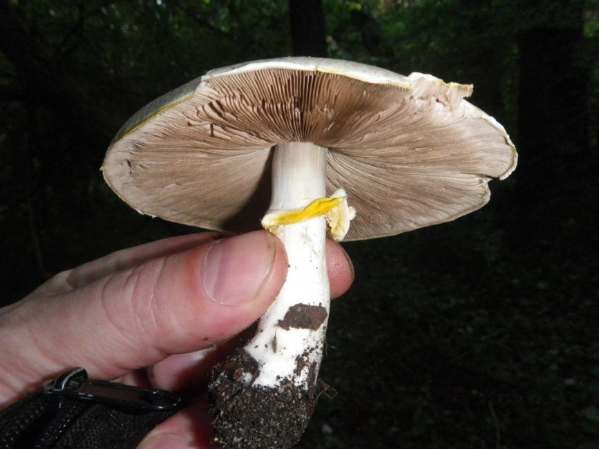 Champignon jaune