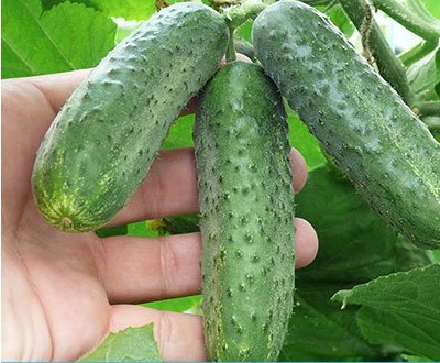 Variété de concombre Accord F1