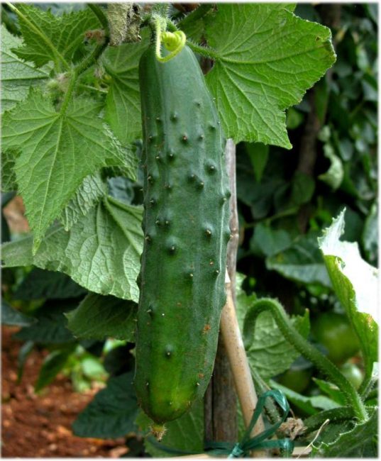 Variété concurrente de concombres