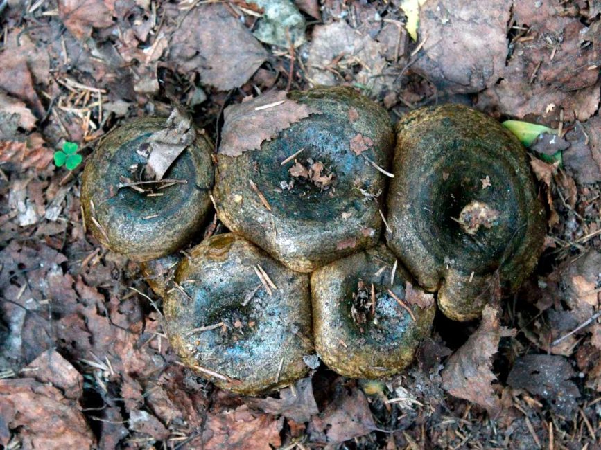 Champignons au lait noir