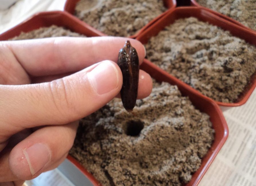 Premier pot pour planter des graines de dattier