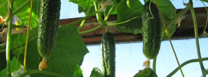 Variété de concombre de guirlande sibérienne