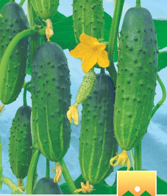 Variété de concombre Lord F1