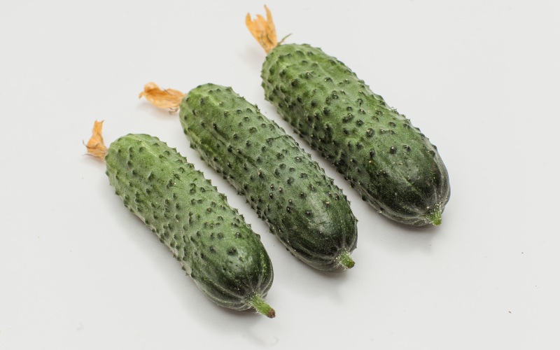 Variété de concombre Paratunka F1