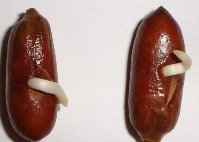 Lorsque les premières racines apparaissent, elles doivent être transplantées dans un endroit permanent du sol.