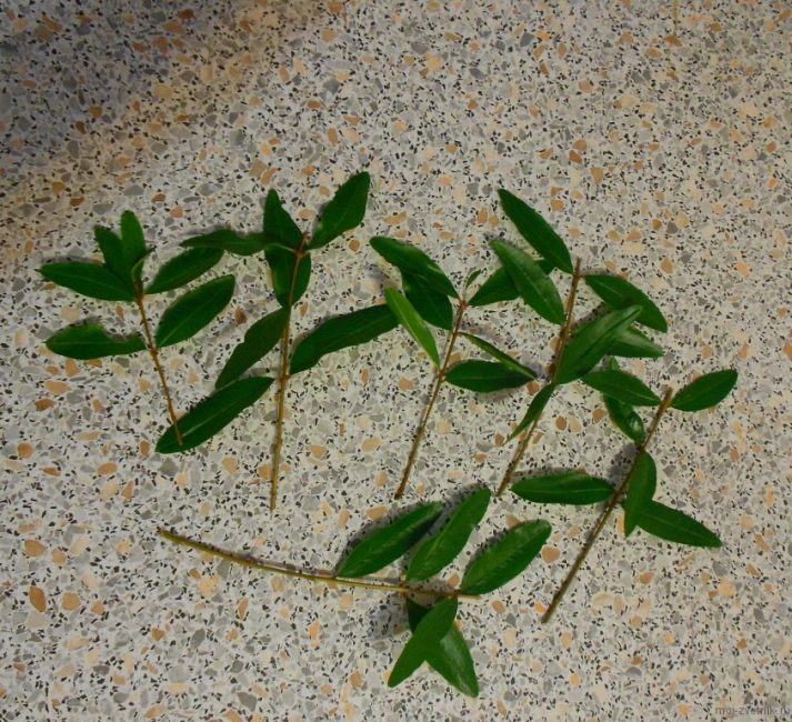 Boutures de propagation de grenade