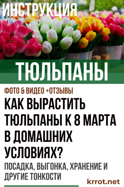 tulipes d'ici le 8 mars à la maison