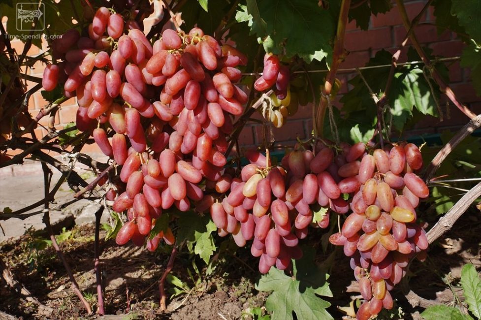 Anniversaire des raisins Novotcherkassk