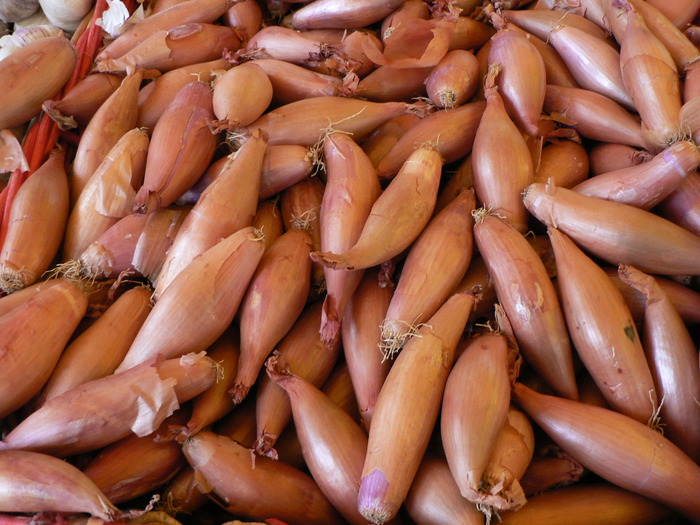 Variété d'échalote