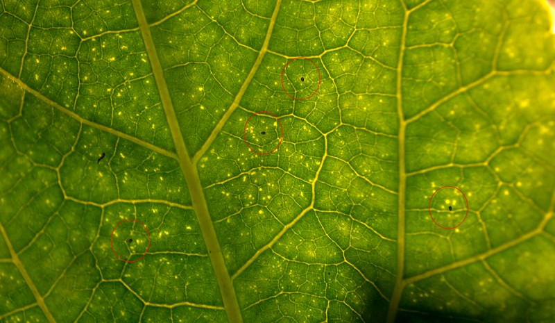 Signes d'un tétranyque
