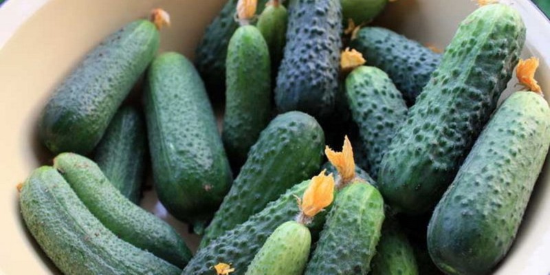 Variété de concombre Pasadena F1