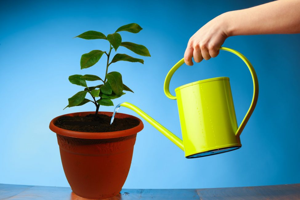 Arrosage de citron fait maison