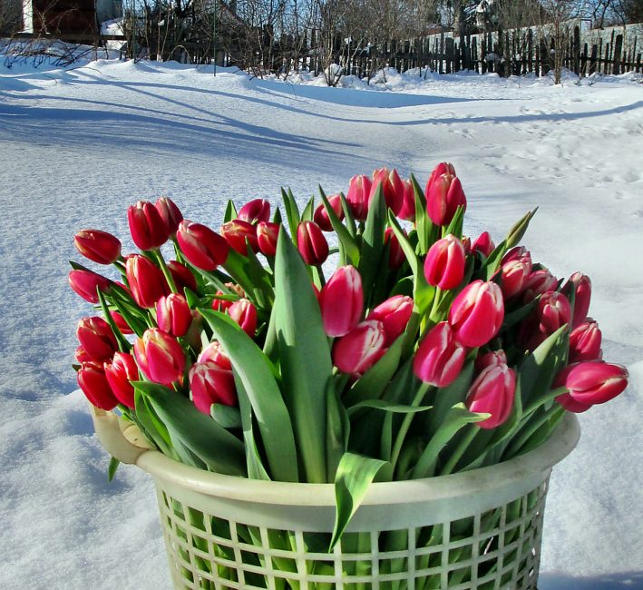 panier de tulipes dans la neige
