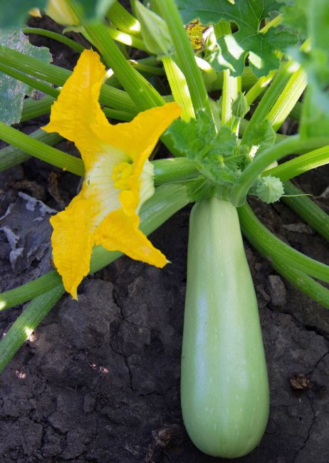Variété de courgettes Astronome