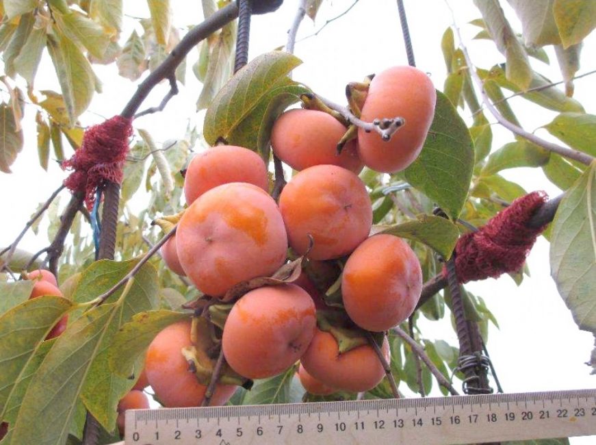 Inspection des baies de kaki sur un arbre