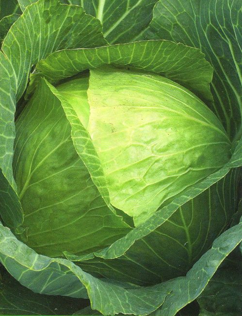 Variété de chou d'un hectare doré