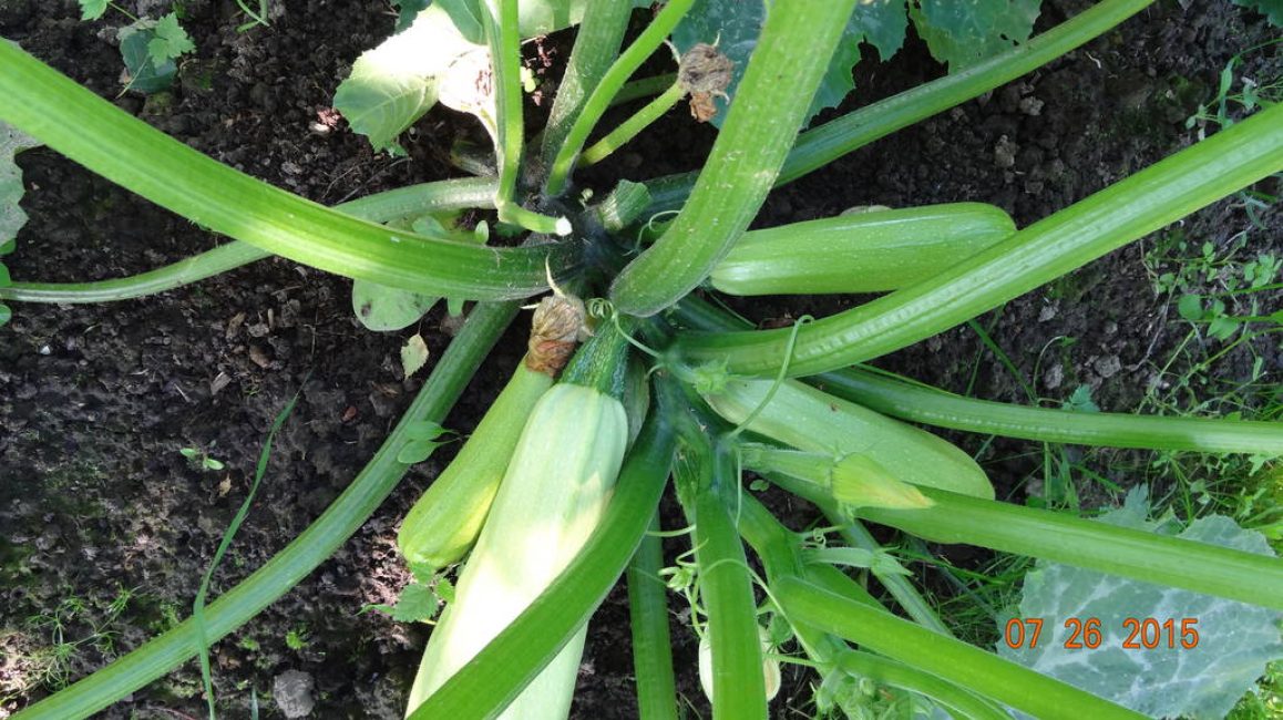 Variété de courgettes Kawili Zucchini