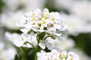 Alyssum : espèces et variétés végétales, semis de graines en pleine terre et entretien d