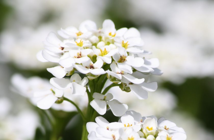 plantation et entretien d'alyssum