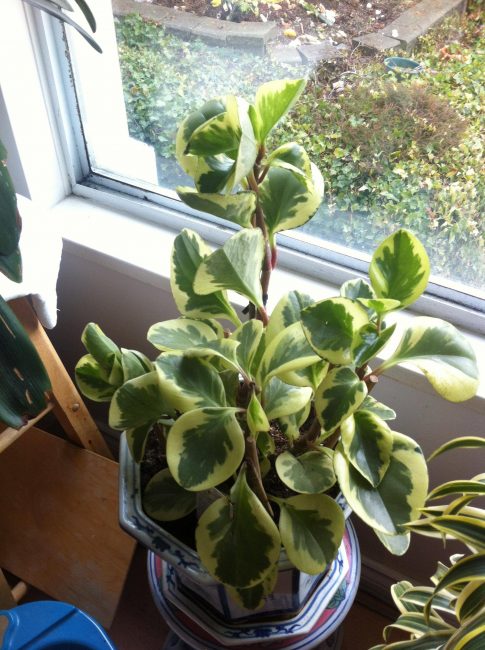 Peperomia sur le rebord de la fenêtre
