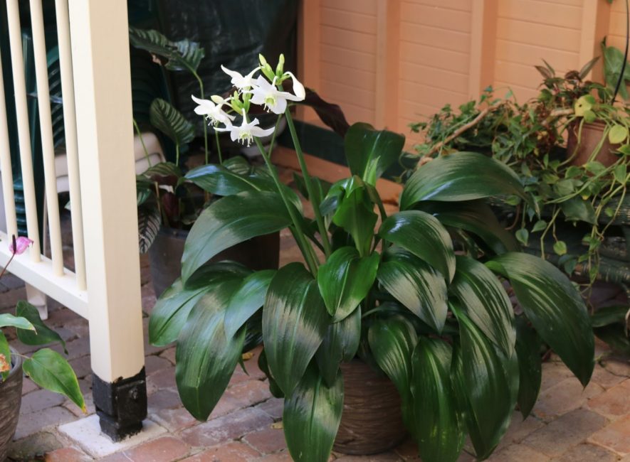 Loin des fenêtres - un habitat possible pour eucharis