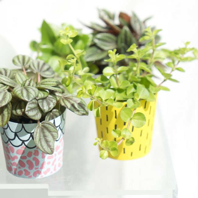 Peperomia en pots