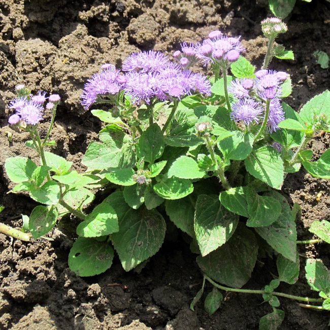 Dans deux mois, l'ageratum devrait fleurir.