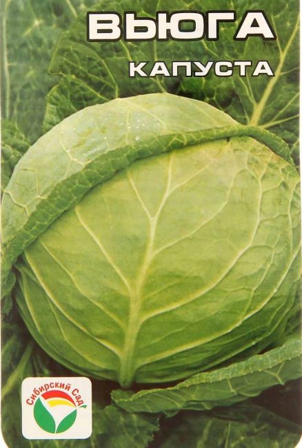 Chou variété Blizzard