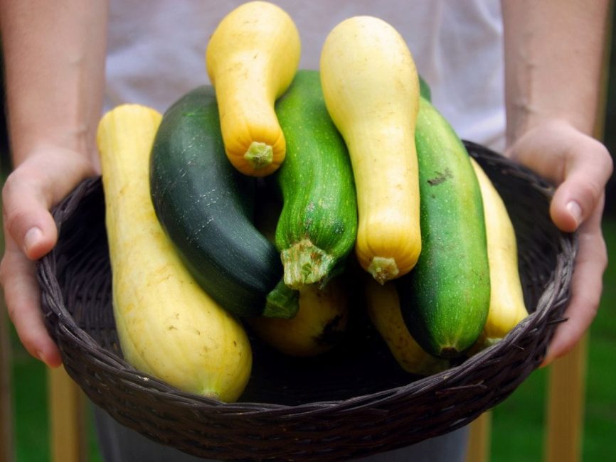 Variétés de courgettes