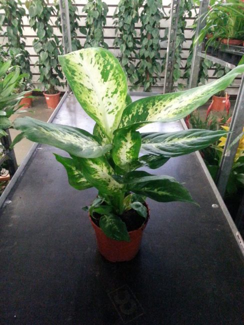 dieffenbachia dans le magasin exposé