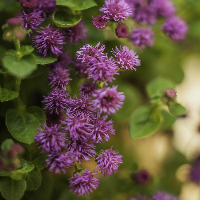La fleur d'ageratum est sujette aux dommages causés par diverses maladies et insectes nuisibles.