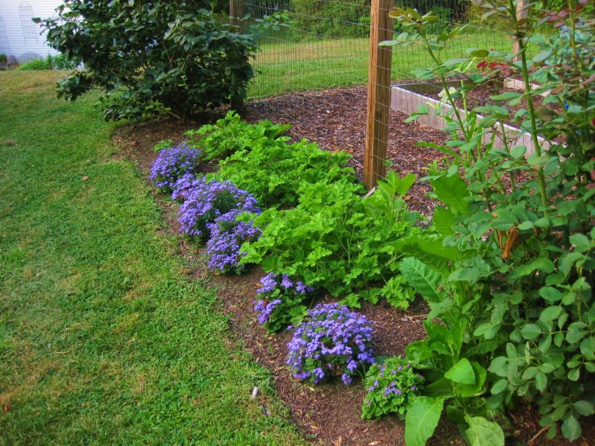 Buissons d'ageratum bien entretenus