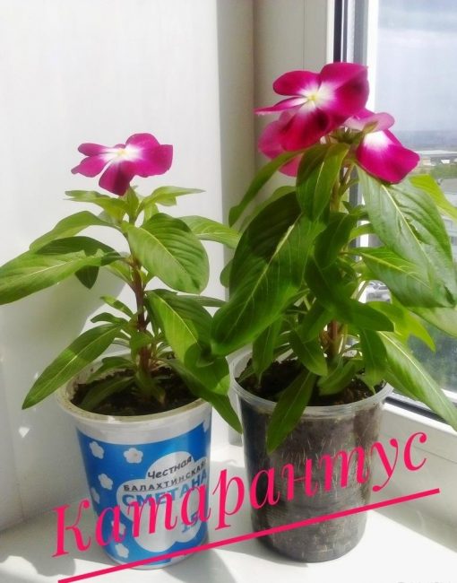 Accueil catharanthus