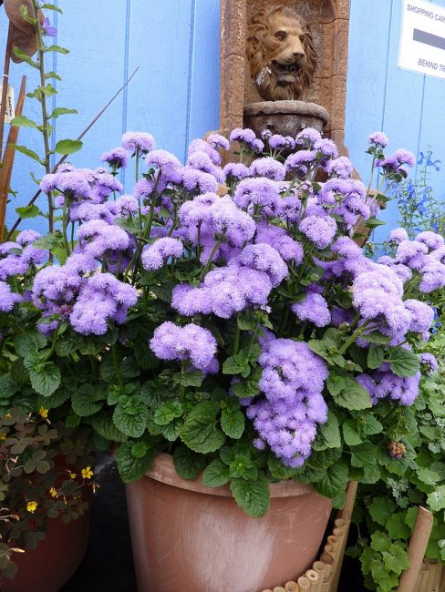La phase active de la floraison de l'ageratum