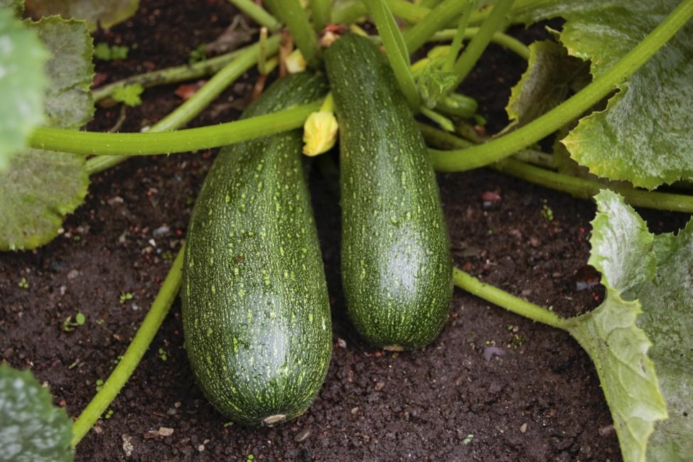 Courgette variété Yerema