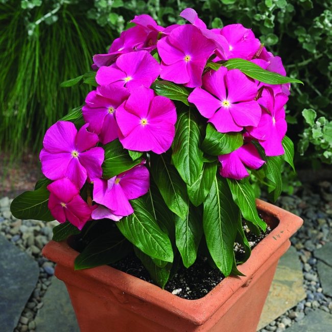 Kataranthus est célèbre pour ses propriétés médicinales. Il contient 65 alcaloïdes.