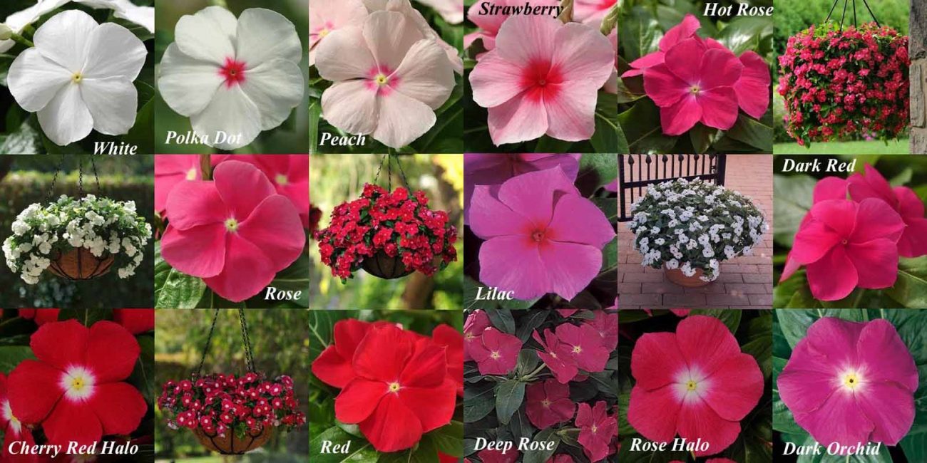 Types et variétés de catharanthus