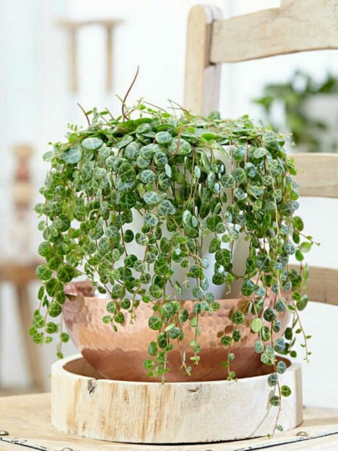 Peperomia sera un excellent élément de votre décor