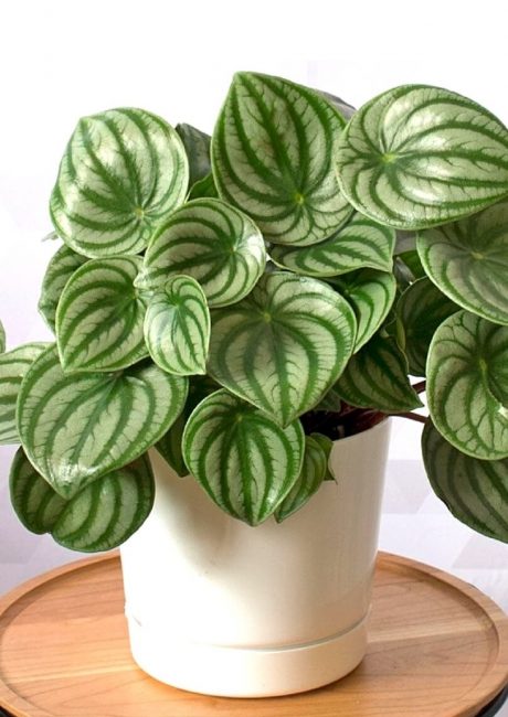 Peperomia en pot